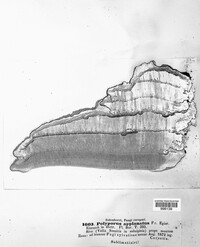 Ganoderma applanatum image